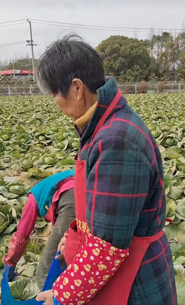 地里橄榄菜,年前5元30斤没卖,好几个月了,也没管它.