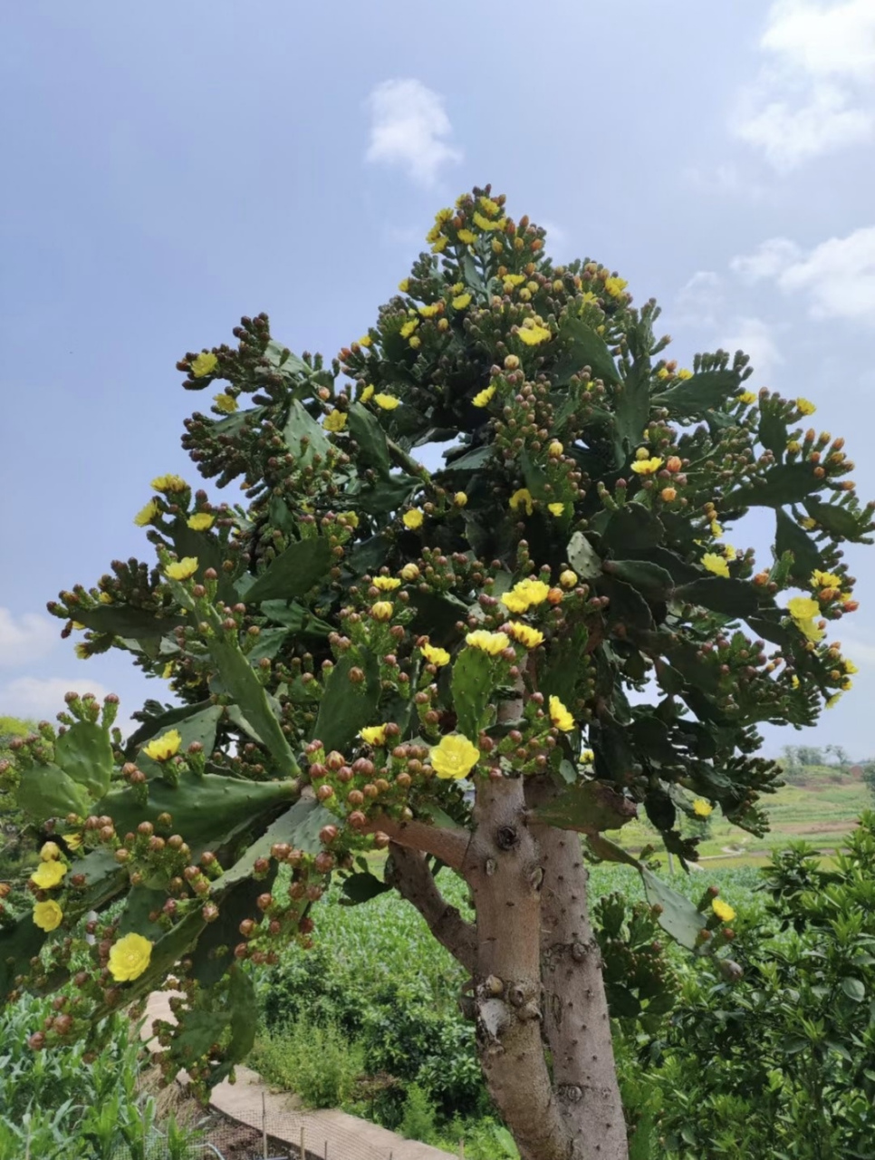 仙人掌开花,好惊艳!