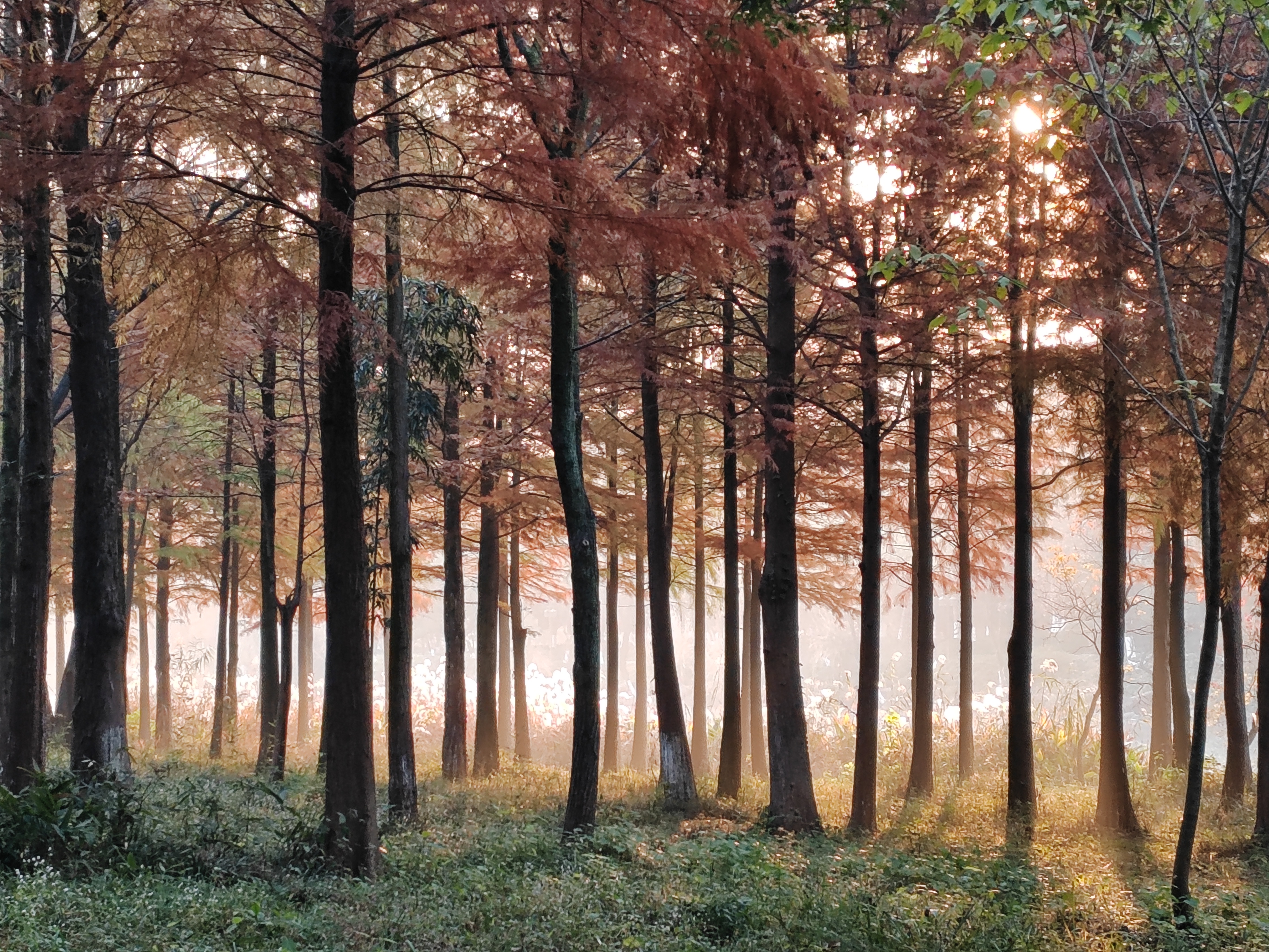 这种雾气像是一层薄薄的面纱,使得远处的景物变得模糊不清.这种朦胧的