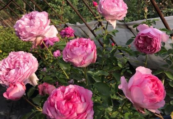 月季花伊芙草莓树、刺绣