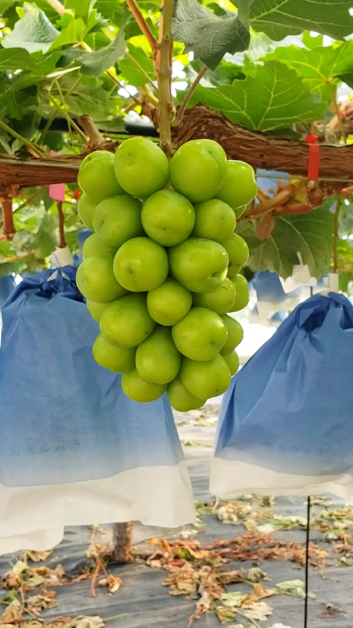 贝达根系阳光玫瑰葡萄苗阳光玫瑰葡萄苗价格植株健壮生长旺盛