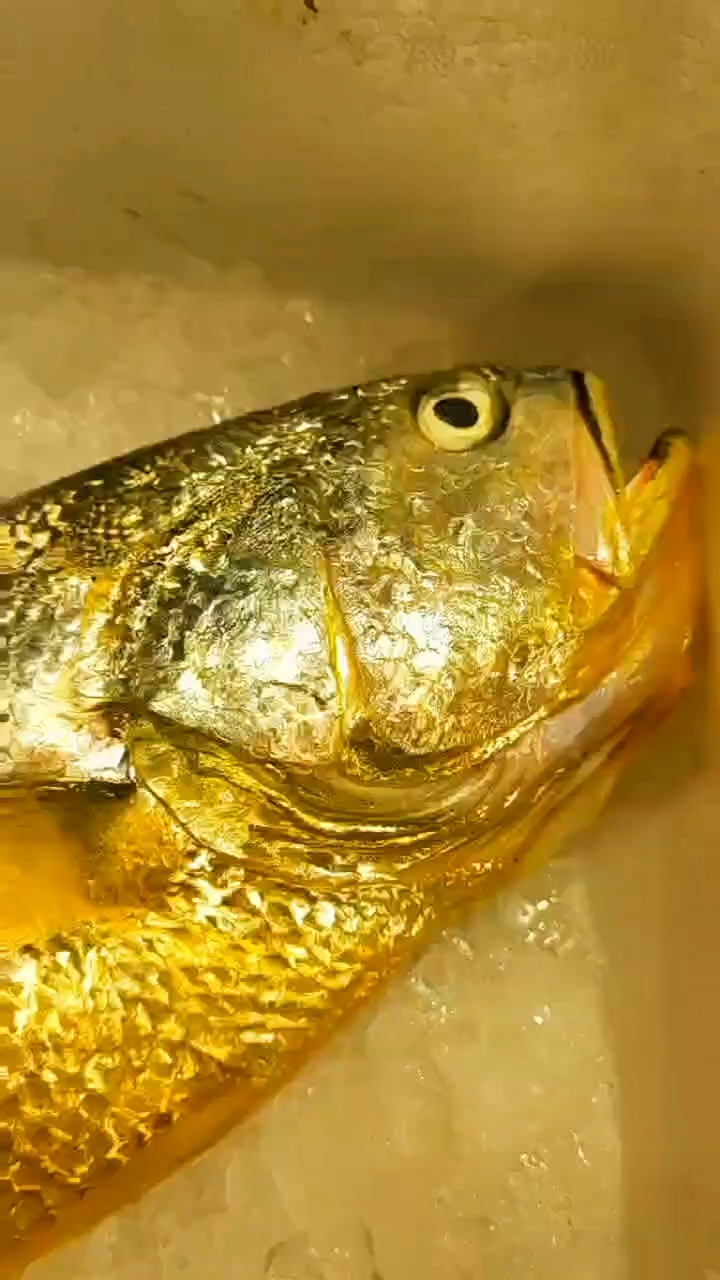 东海野生大黄鱼,黄金一样漂亮!