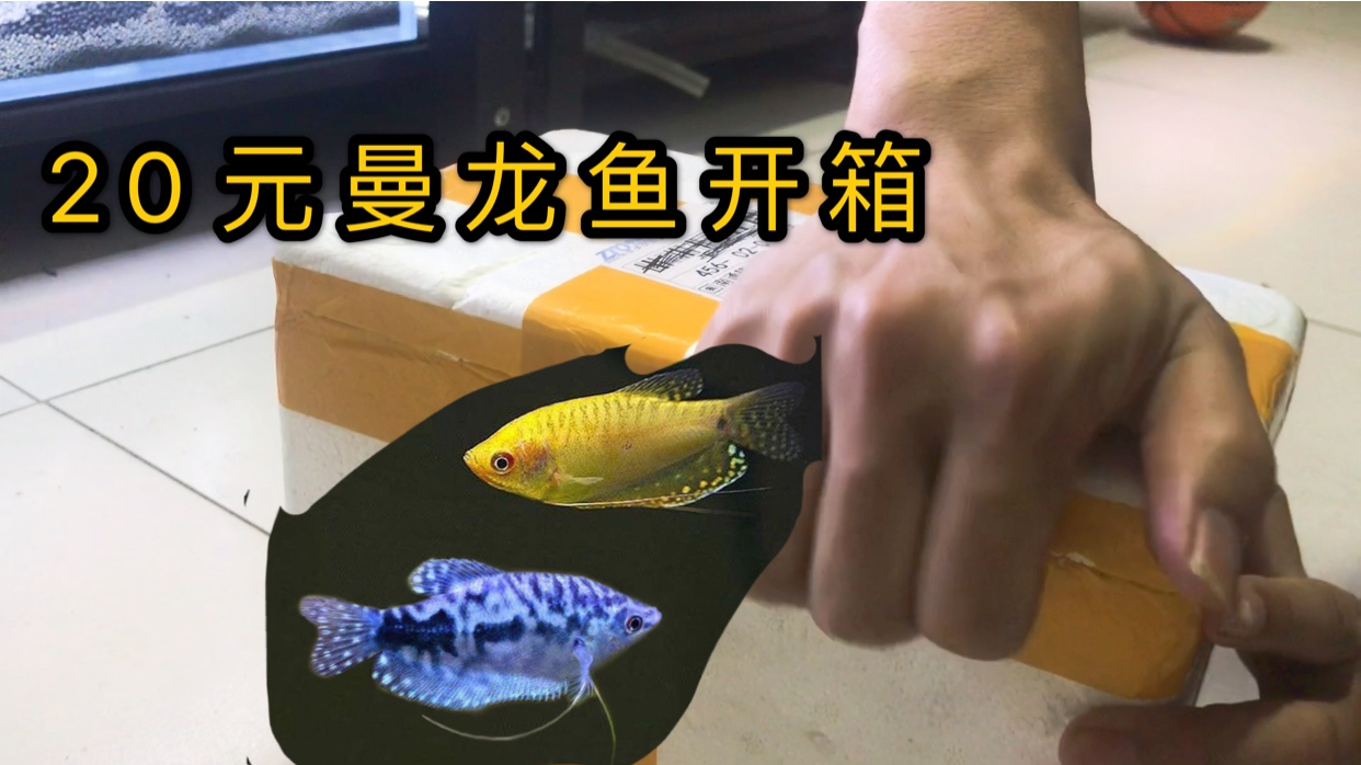 20元买4条曼龙鱼,和原生鱼混养,没有打架和平相处,还不错