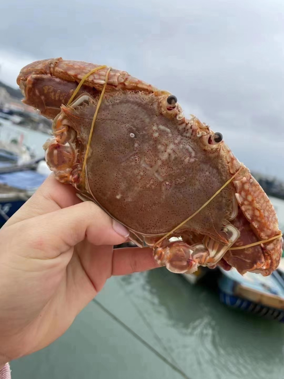 纯野生海蟹,爆炒特别下饭!