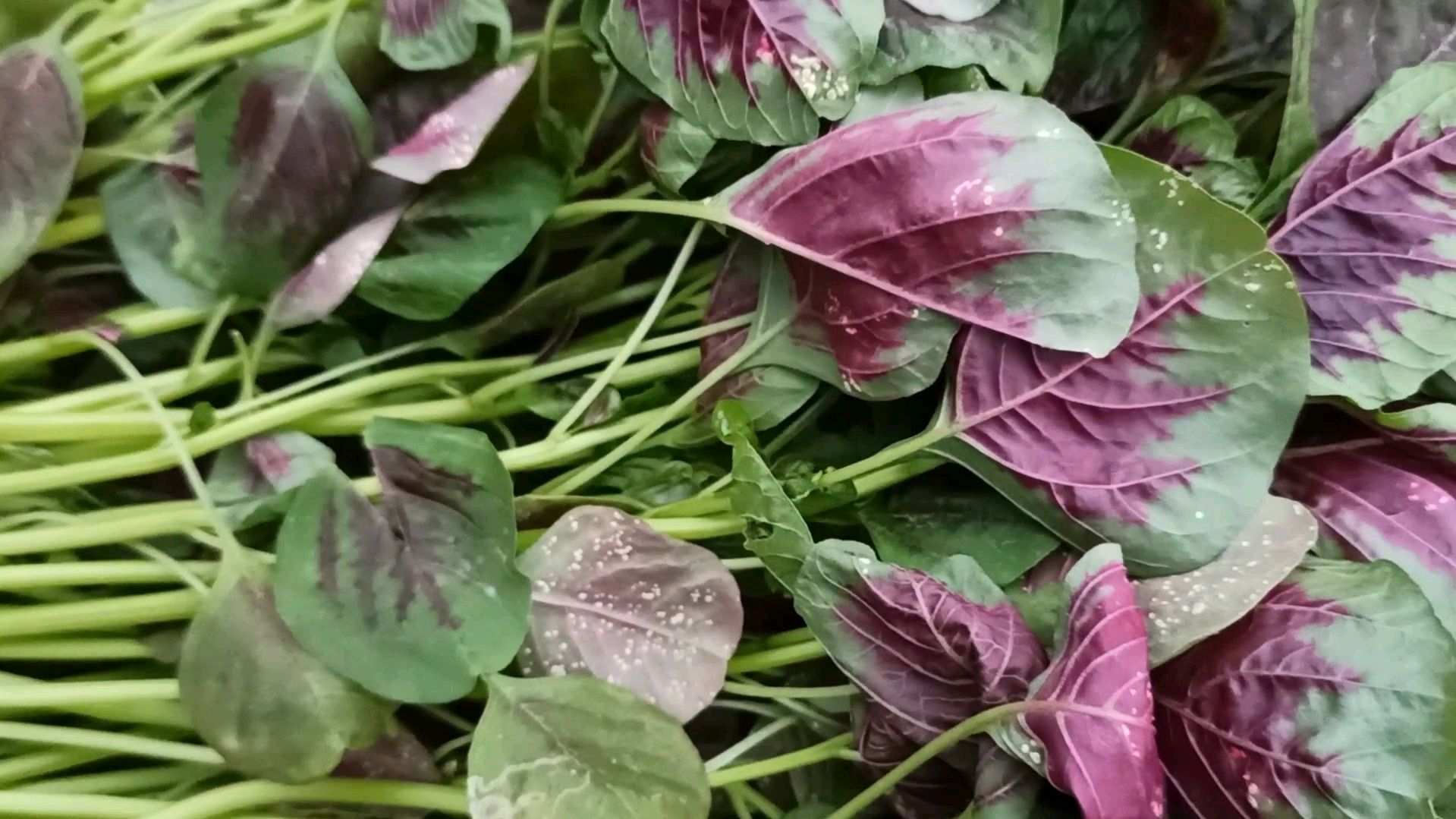 苋菜种植,苋菜的叶子背面长满了小白点,这是什么病害你们知道吗