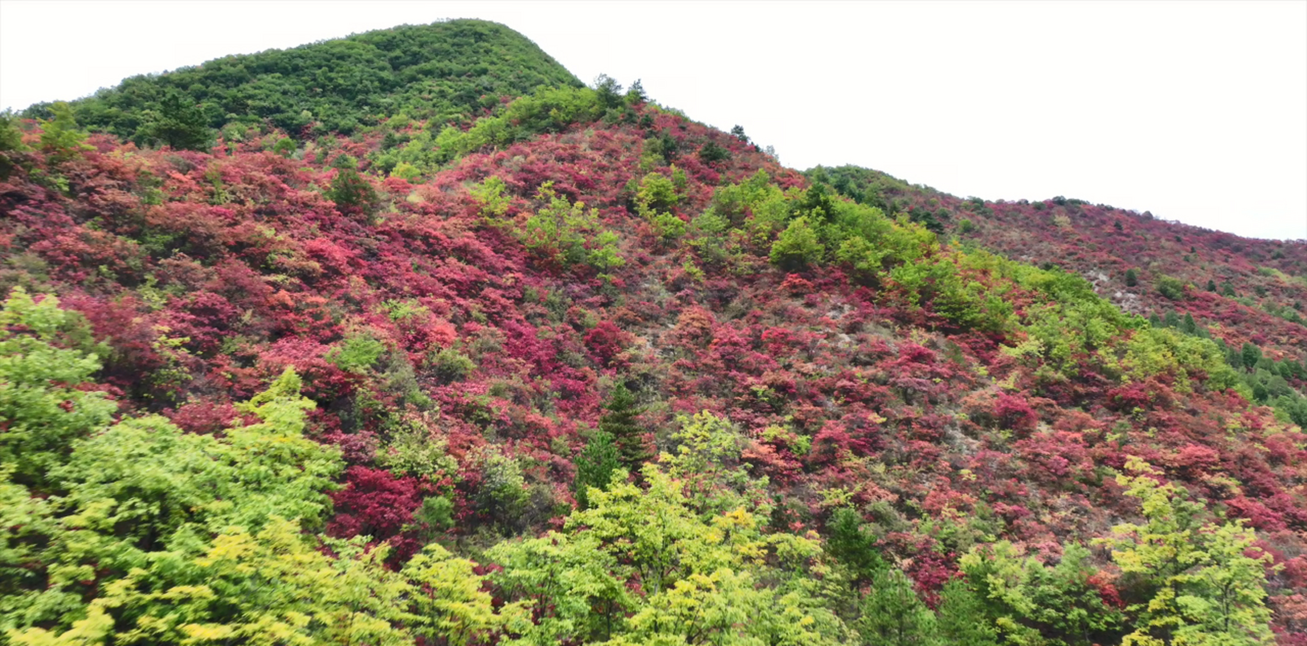 秋日环游指南# 河南卢氏县玉皇山国家森林公园内,枫叶似火,杉树染金