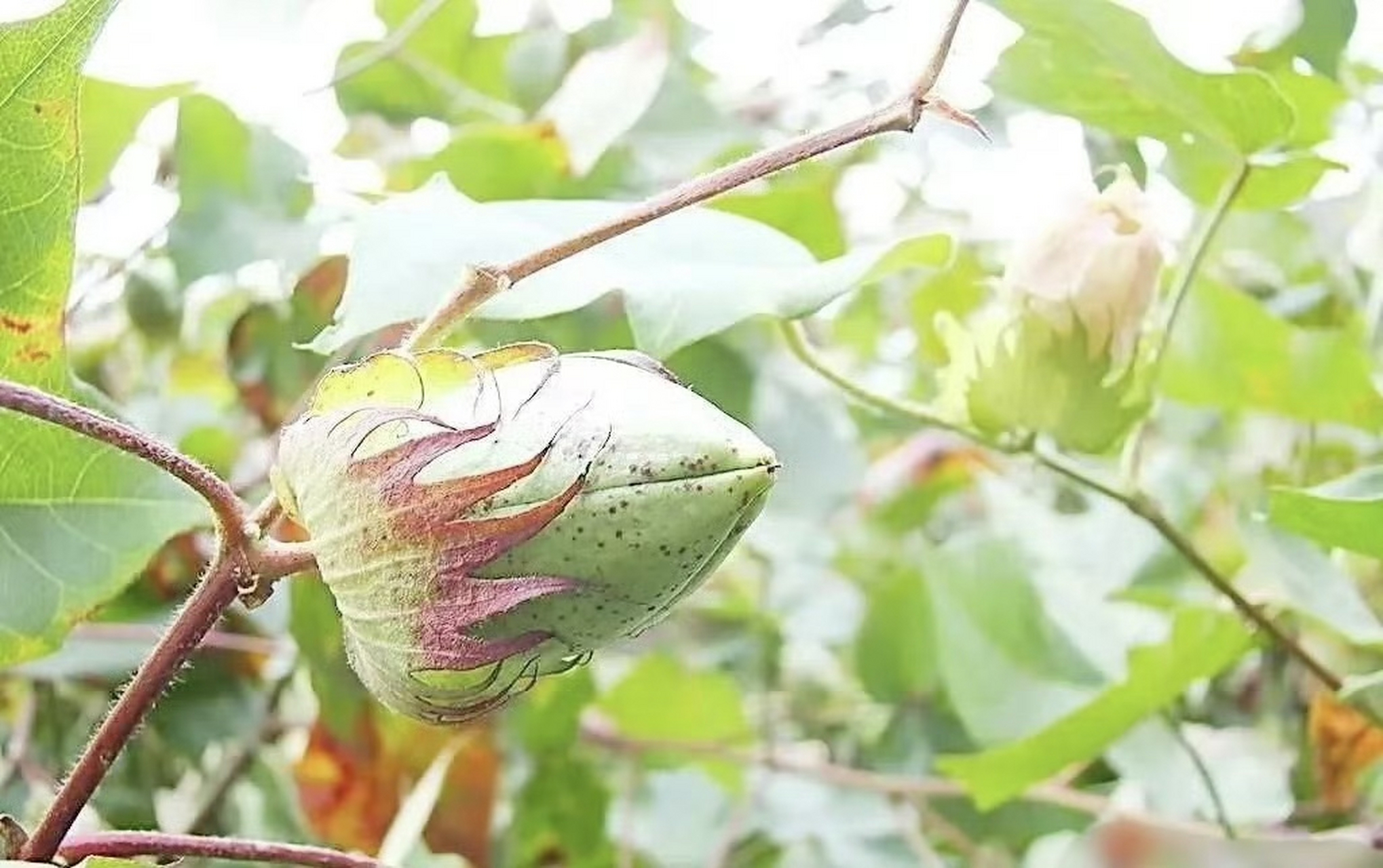 棉花,棉桃,棉花