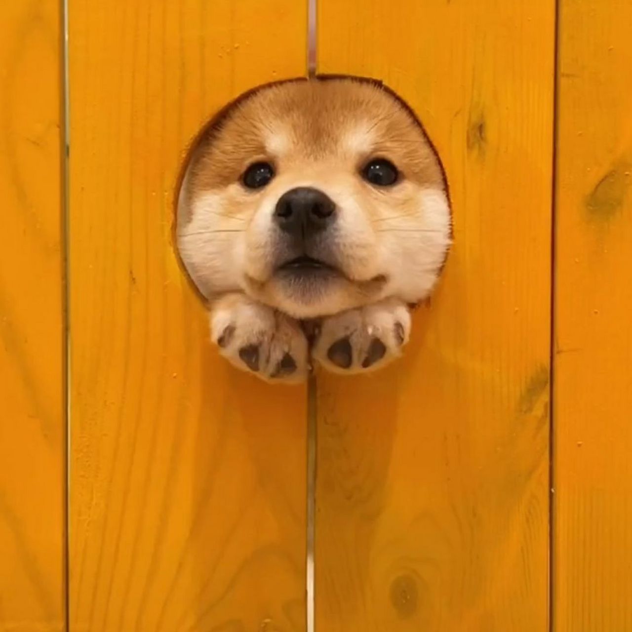 可爱狗勾头像07615561` 676767