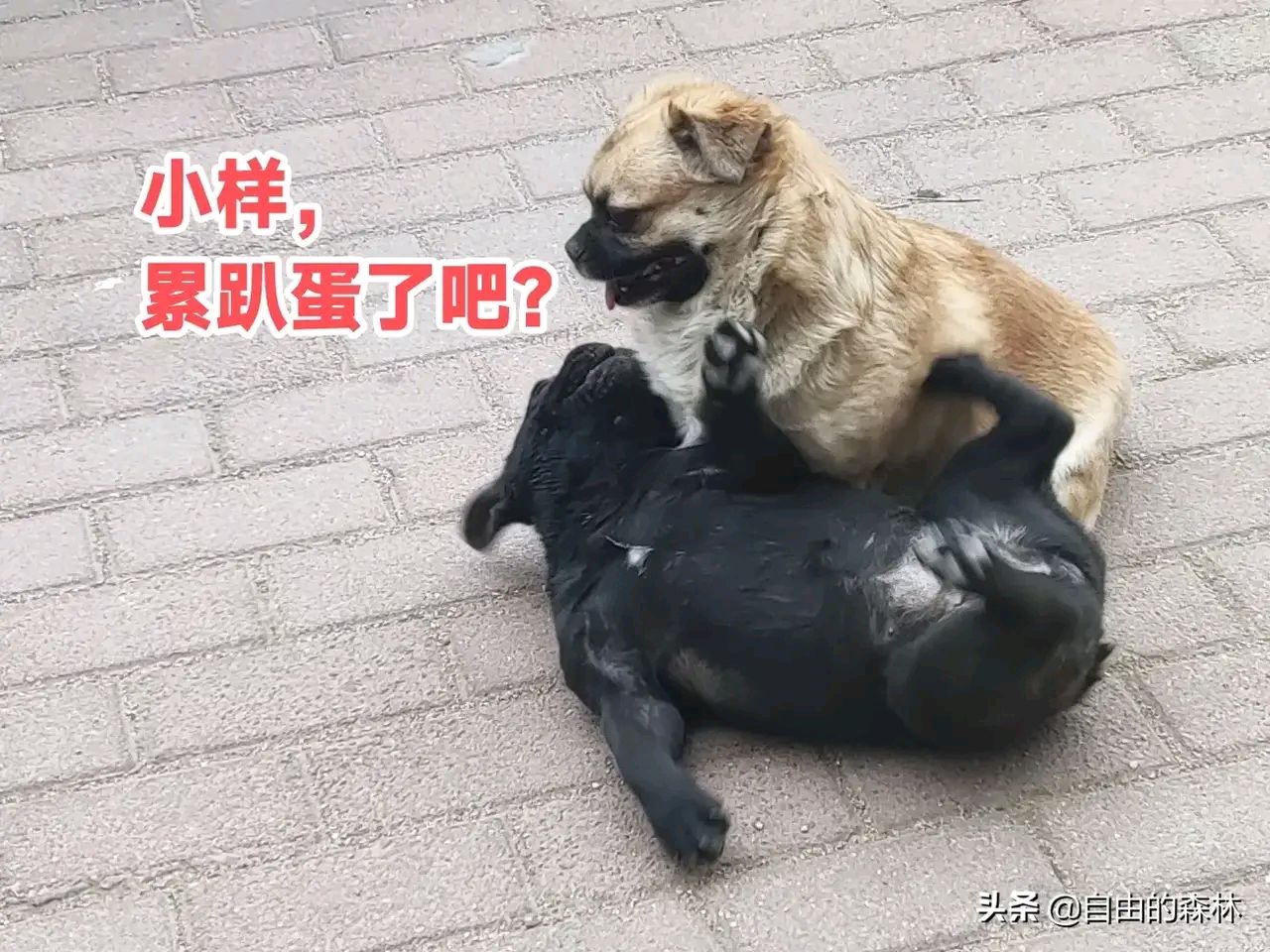 狗狗恋爱
