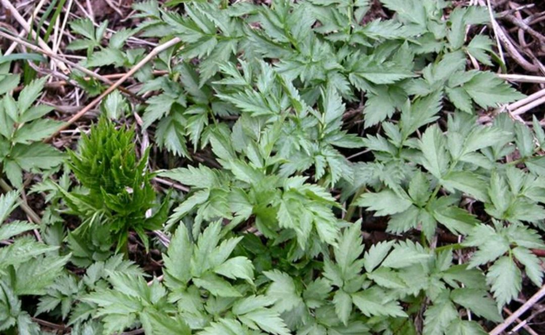 跟着道医学识身边的中华本草香藁本