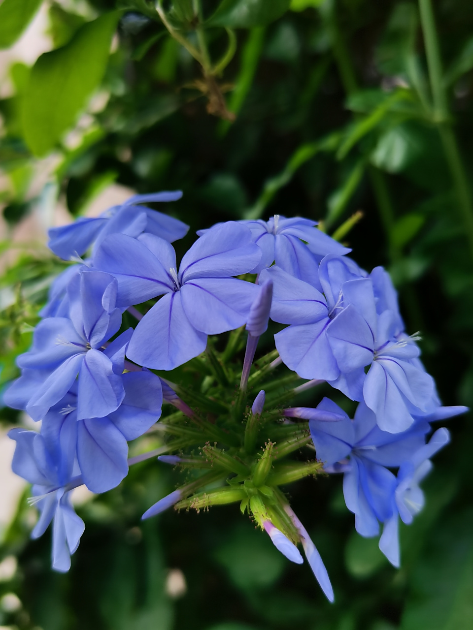 常绿亚灌木蓝花丹,花期6～9月,12月～次年4月,花为穗状总状花序.