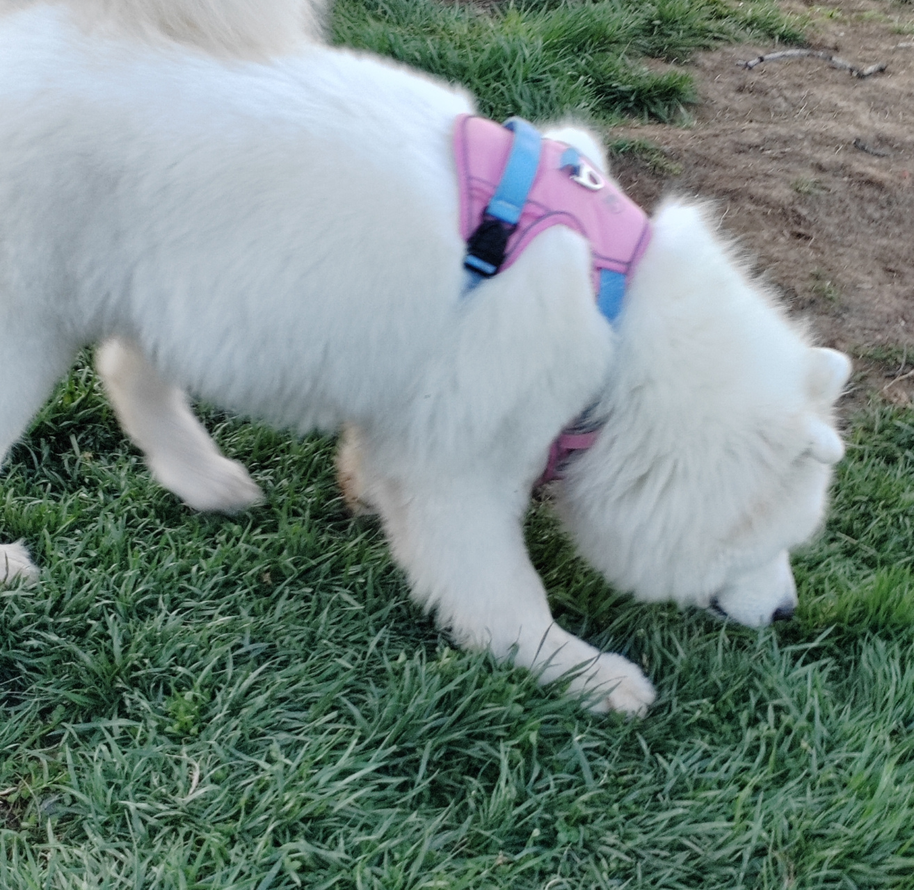 抛媚眼的萨摩耶,宠物犬写真摄影图片