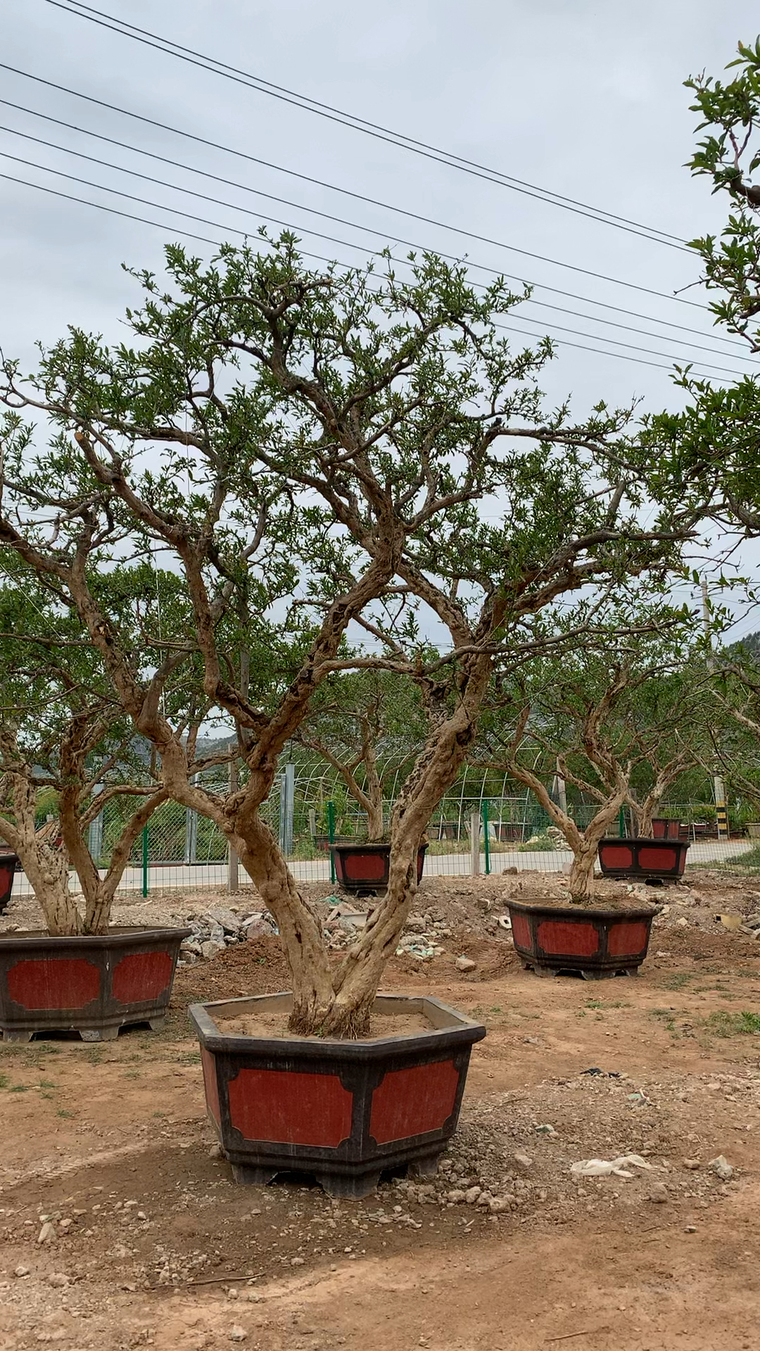 精品骨架大红袍石榴,一本双杆!