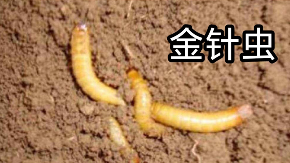 你是否知道,带着黄曲霉素的花生是什么样子?