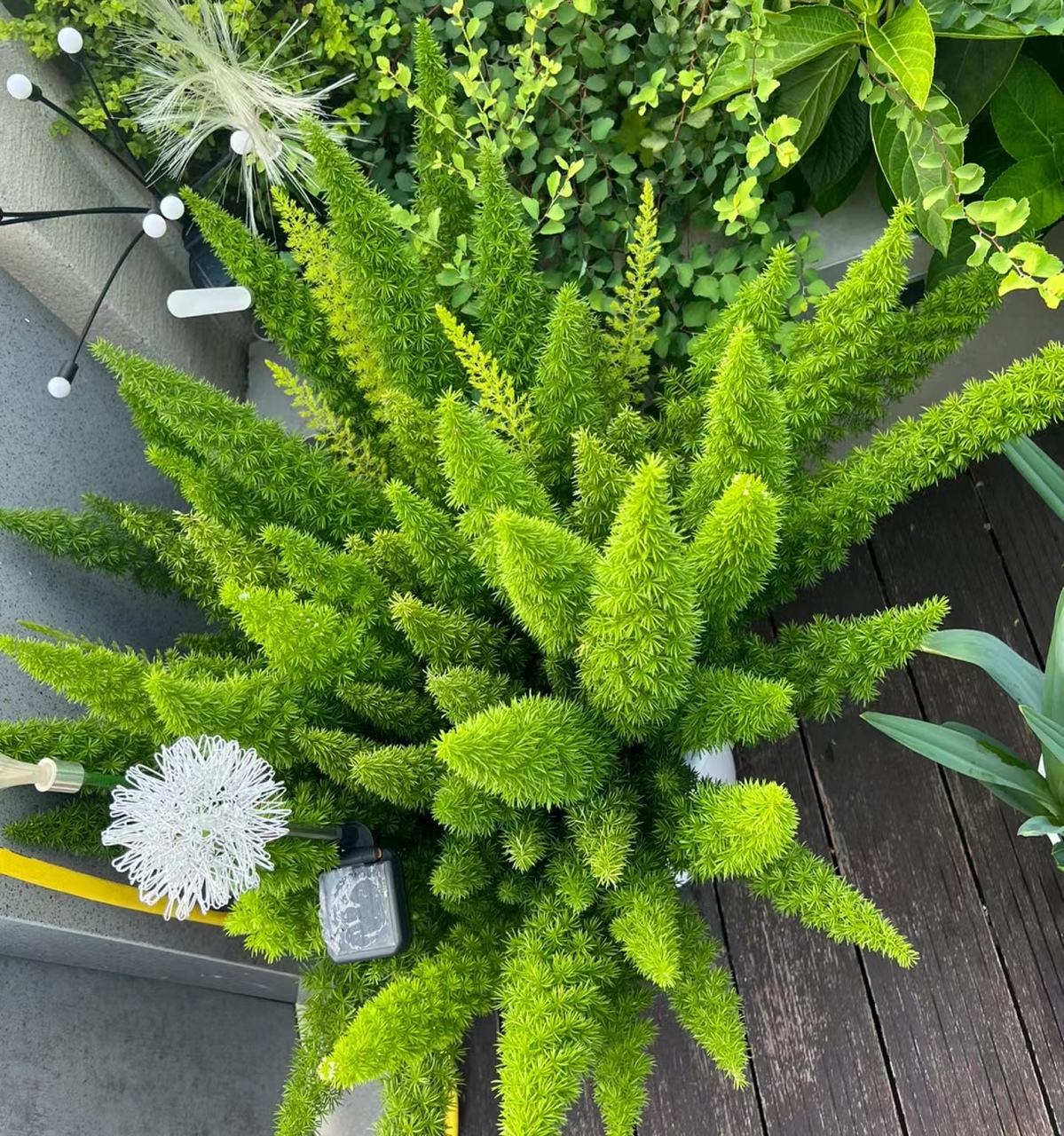 九尾狐盆栽,绝了,爱了