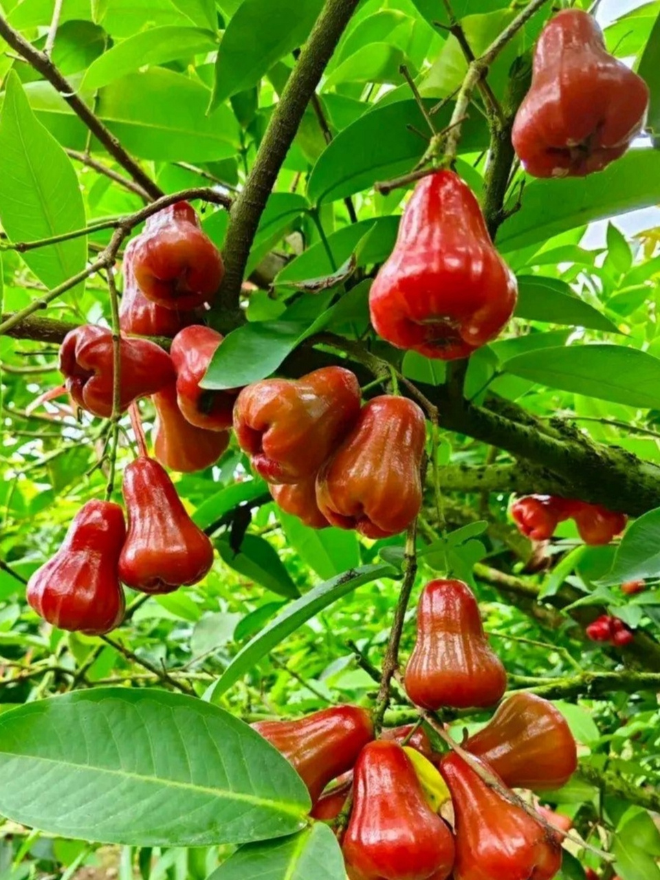 发现新鲜事:随手可摘的洋蒲桃,鲜红欲滴