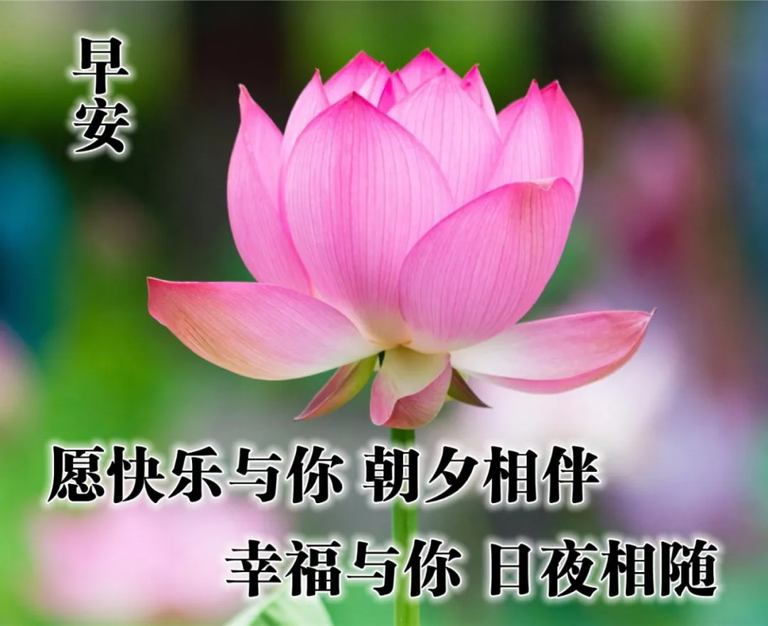 早上好图片大全表情包
