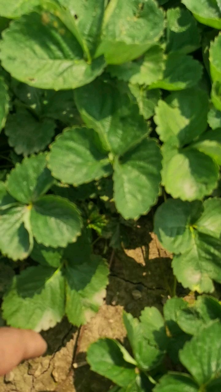 华艳草莓苗又称202草莓,高产抗病的晚熟草莓苗品种