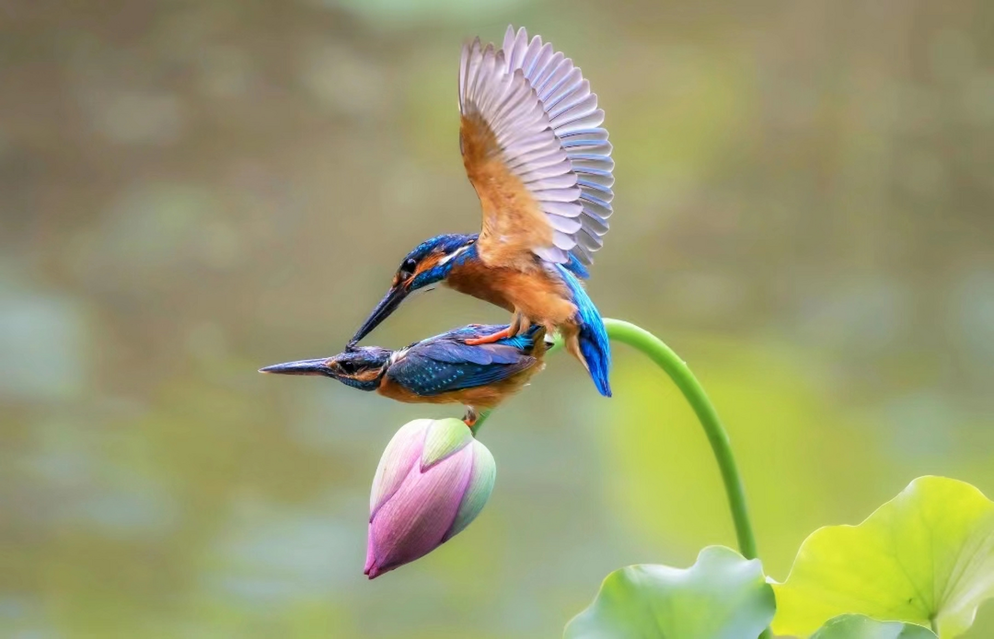 蜂鸟嘻戏有温床,荷花俯身侍鸳鸯.