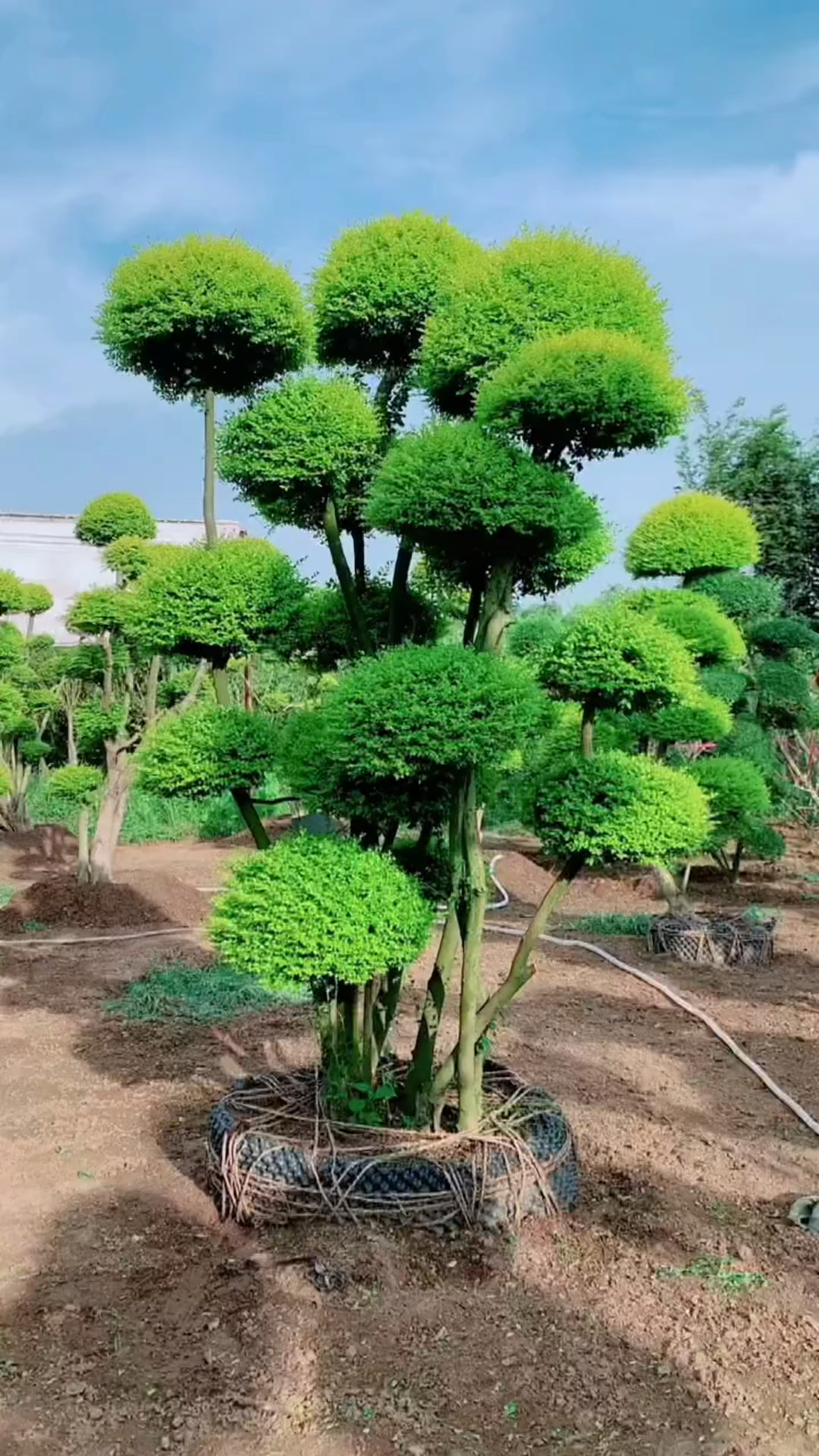 亮晶女贞造型树四季常青耐寒耐旱特别适合庭院别墅美观种植