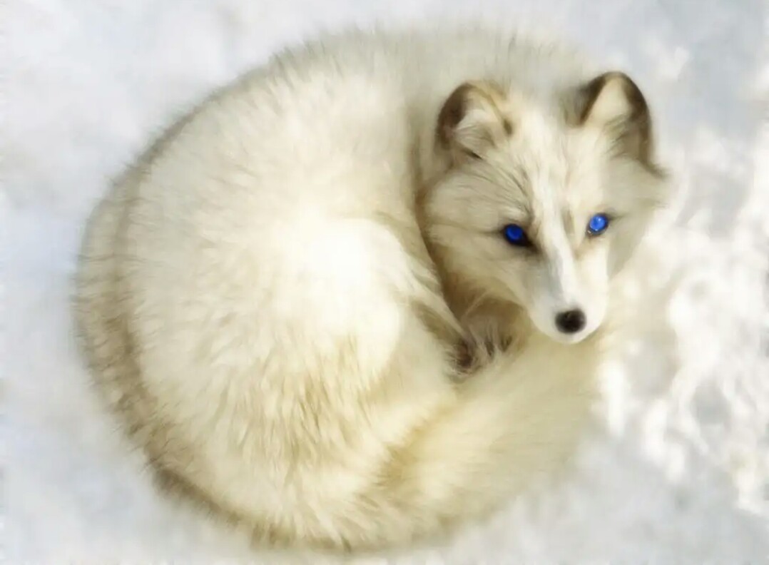 白狐:雪地精灵