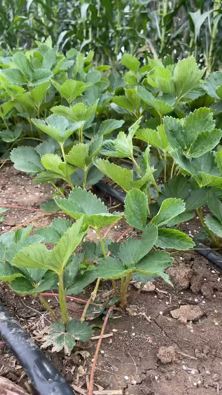 隋珠草莓苗 三叶一芯 品种成花能力强 长势健壮 丰产性好