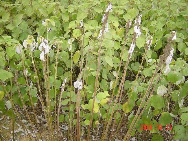 学识《中华本草》苎麻根