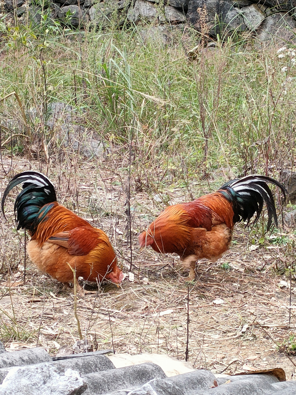 这是广西都安瑶族自治县农村散养土阉鸡,从小鸡养到一斤半左右,这段