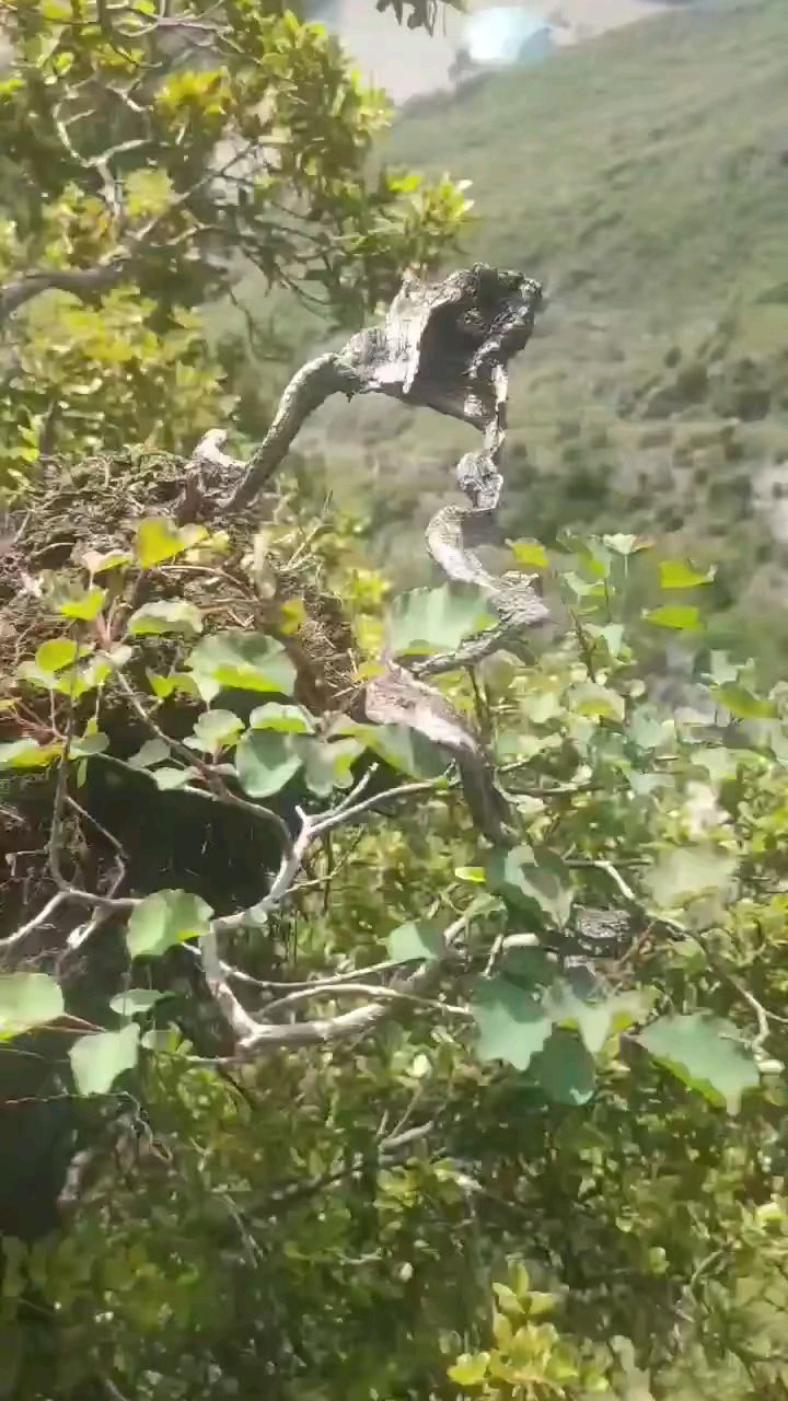 极品弯弯弯龙黄枦