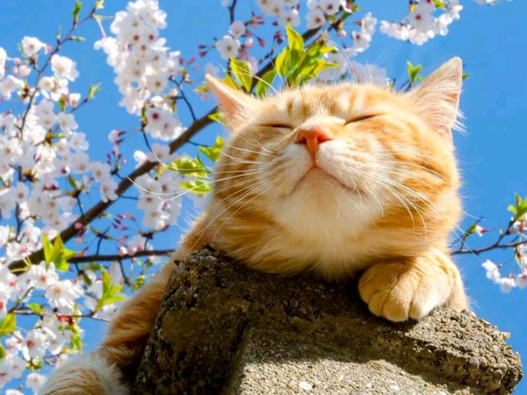 猫咪的治愈系