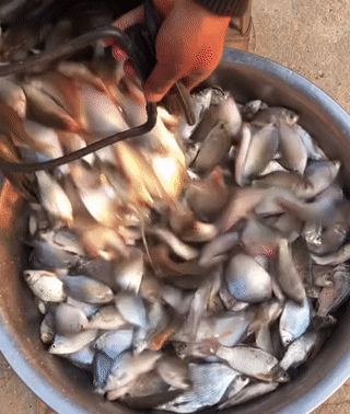 湖北一河道内"鳑鲏鱼泛滥",有人钓了一大盆,吃掉有点可惜了