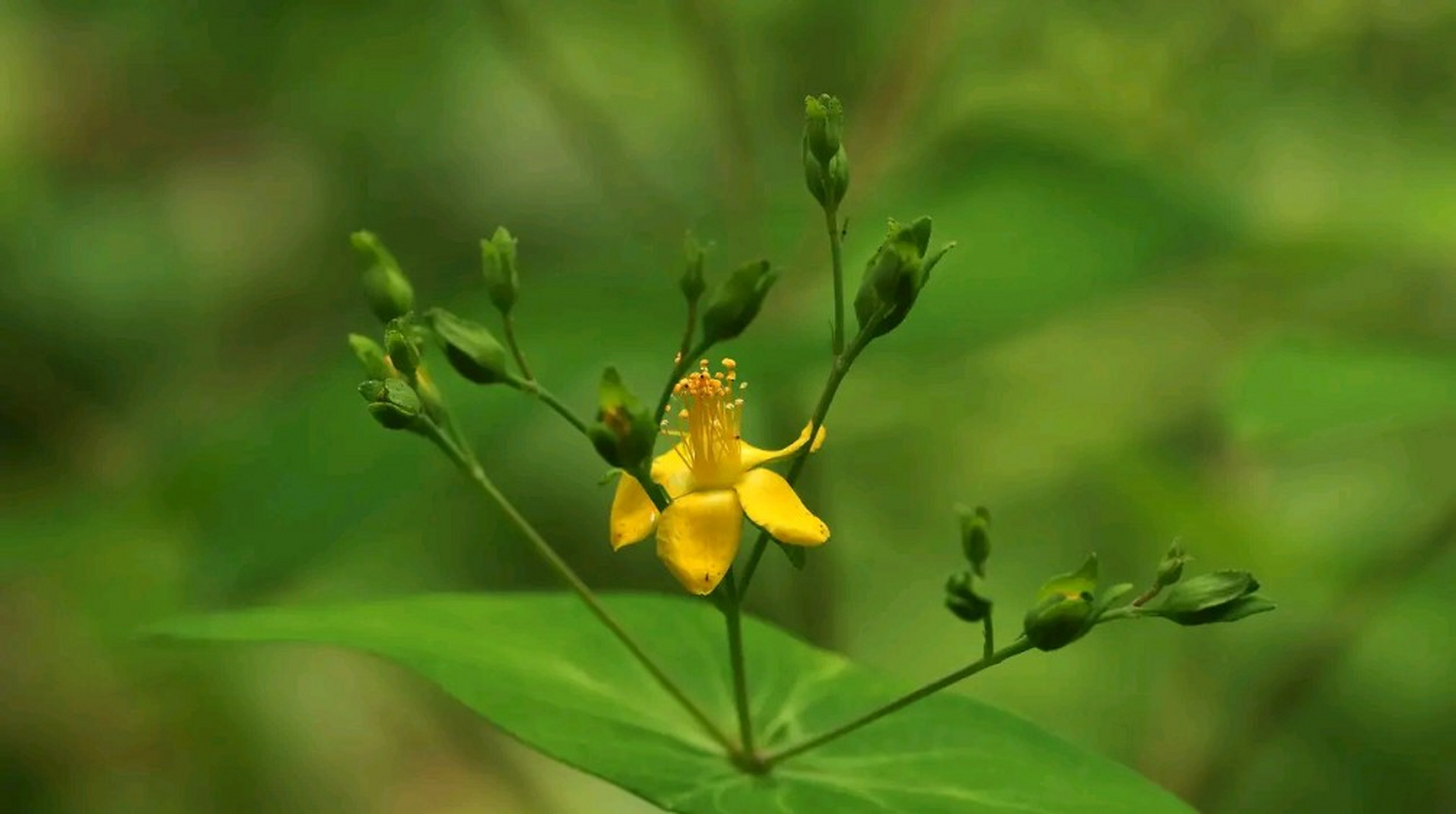 [元宝草]金丝桃科,金丝桃属; 原属:藤黄科,金丝桃属.
