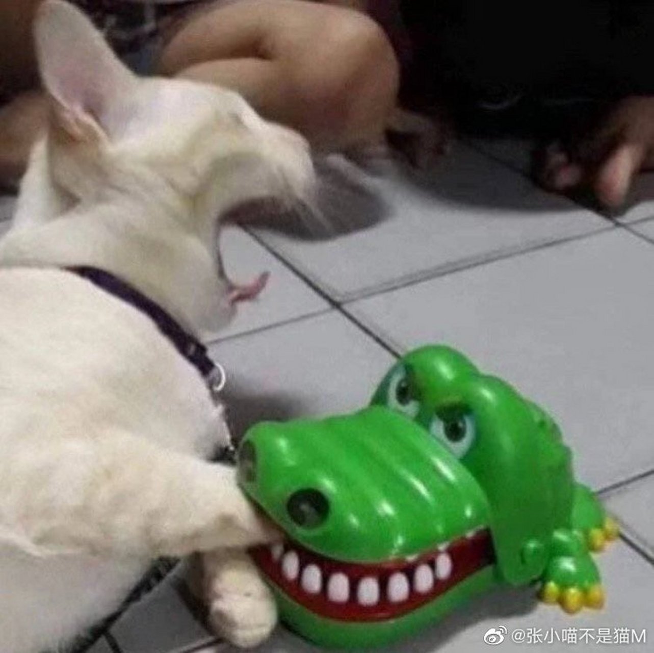 猫遇到这个鳄鱼玩具,看着都疼啊.