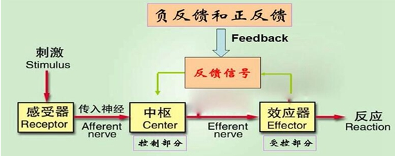 反馈调节和负反馈调节的区别