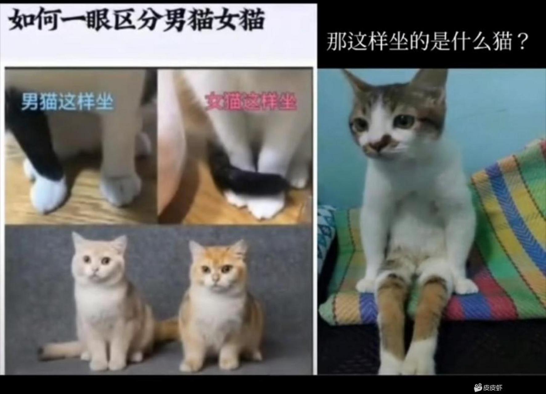 如何一眼区分男猫女猫[二哈]