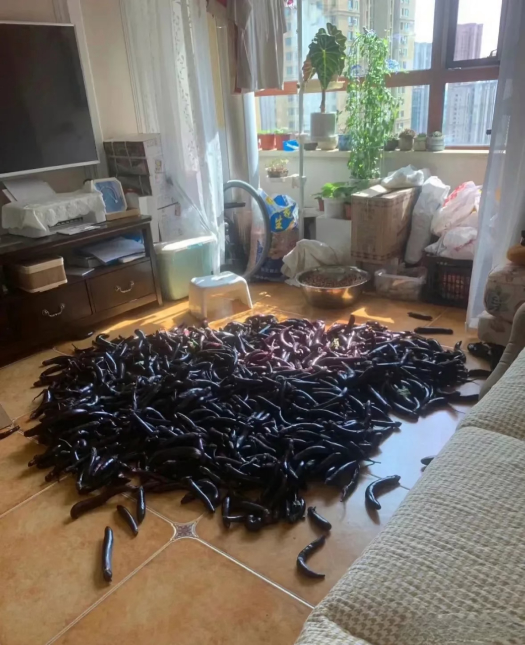 东北朋友邀请我回家做客,一进门就看到有这么多茄子,这难道是在囤货?