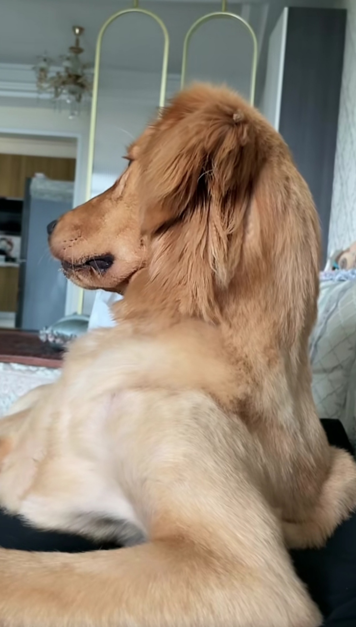 这狗的坐姿怎么狗模人样的!