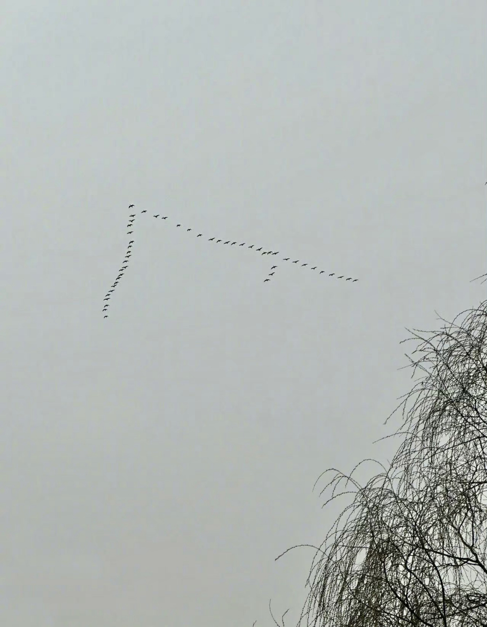 给大家科普个知识[笑哭],大雁飞人字形是因为:"人"字形大雁的飞行队伍