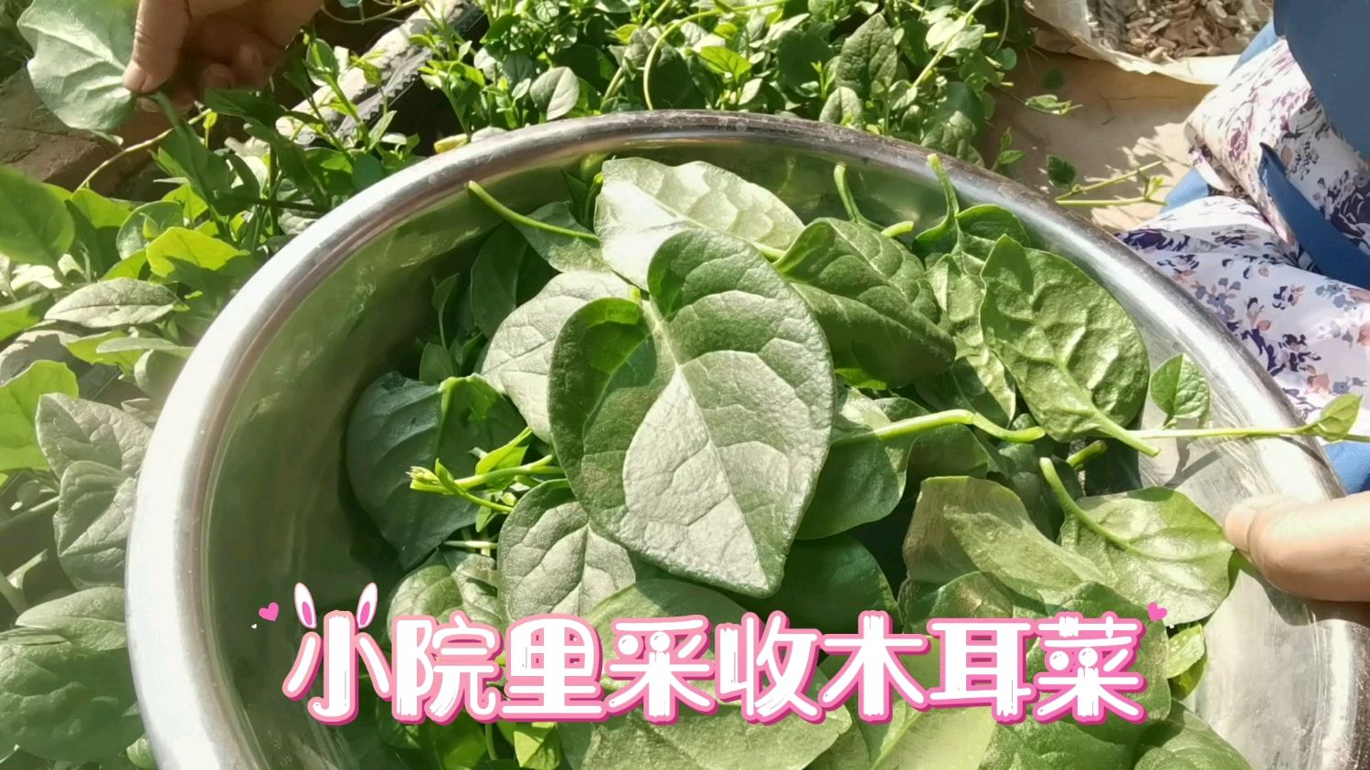 小院里采收木耳菜,自种自吃非常好!