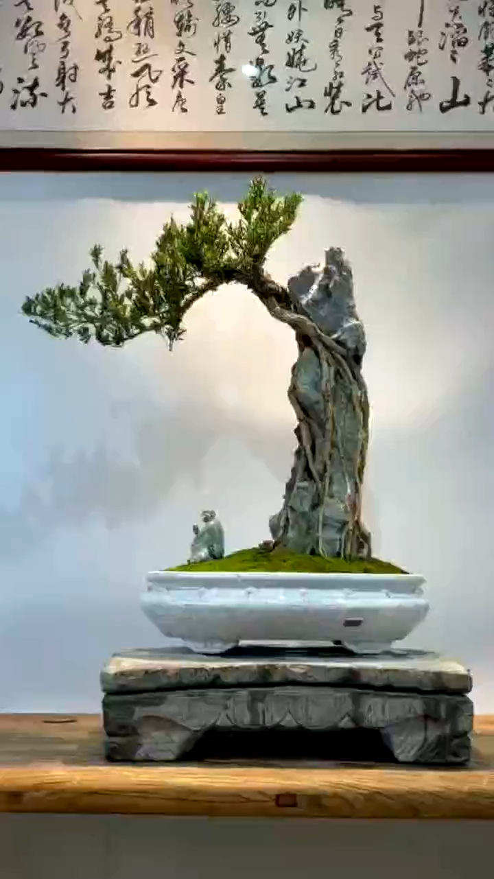 精品附石黄杨,石与树的完美结合