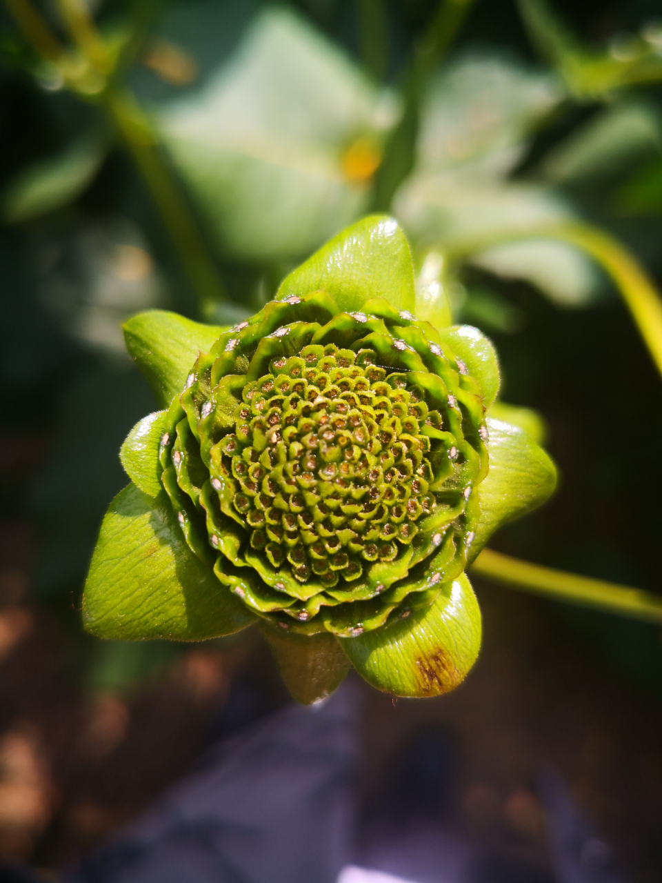 假期vlog大赏# 华夏神菊富含超氧化歧化酶sod