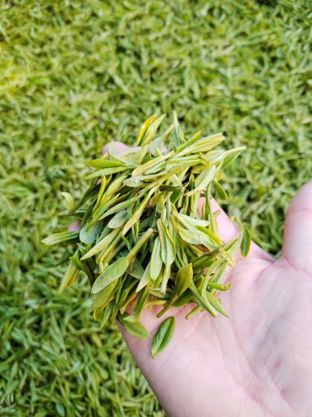 狮峰龙井茶自产自销