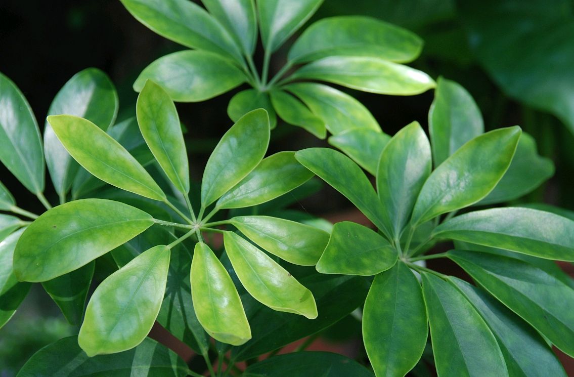 食物中药与便方–枫荷梨