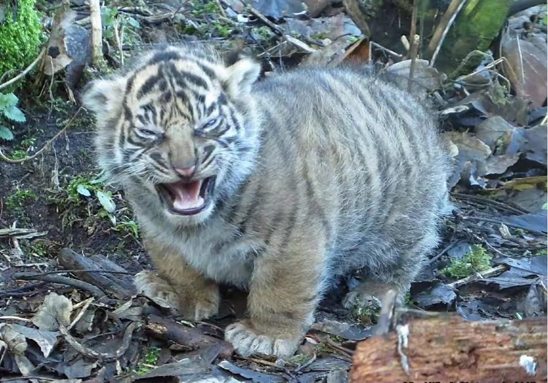 最小的老虎品种图片