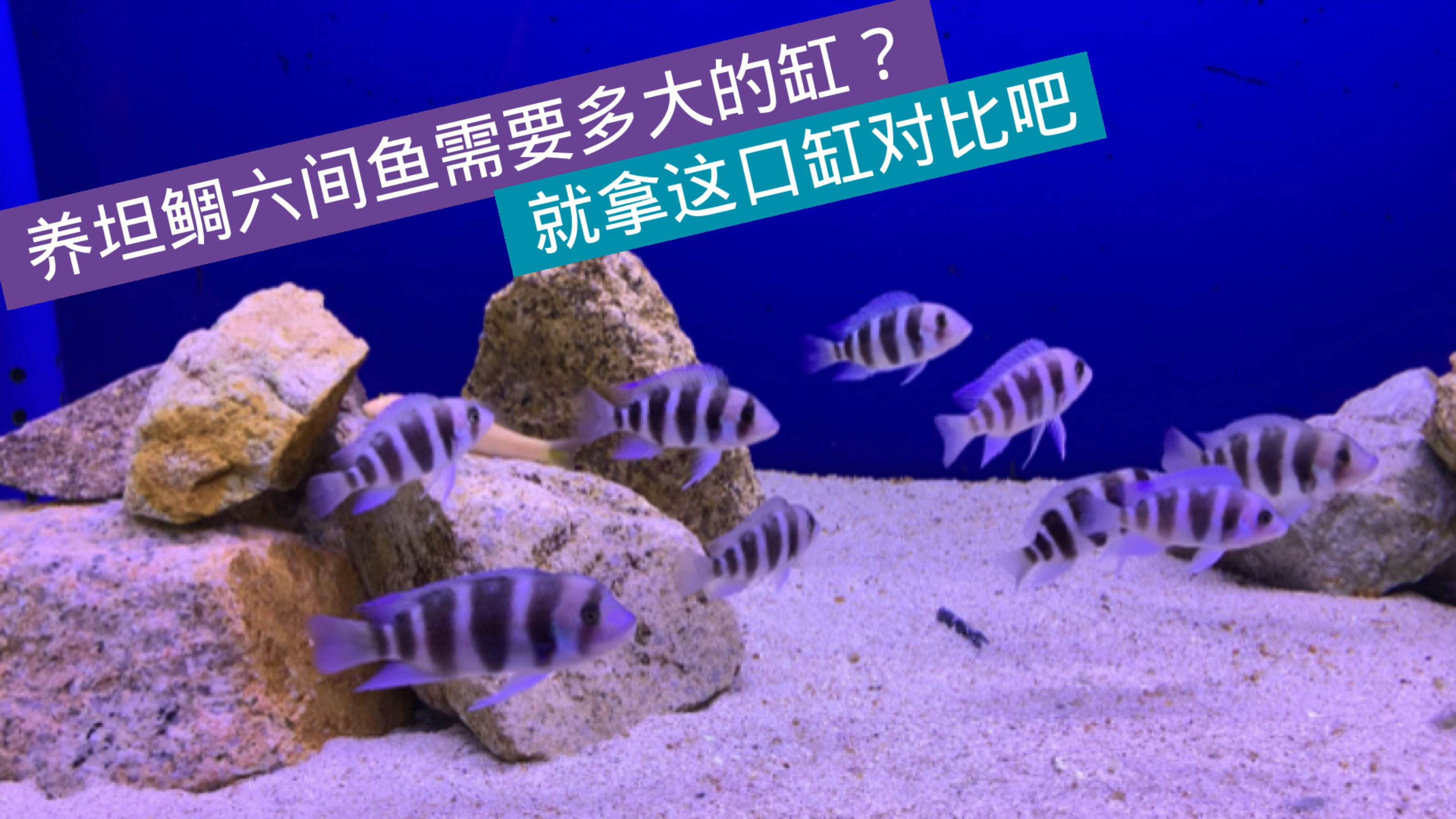 养坦鲷六间鱼需要多大的缸?就拿这口缸对比吧