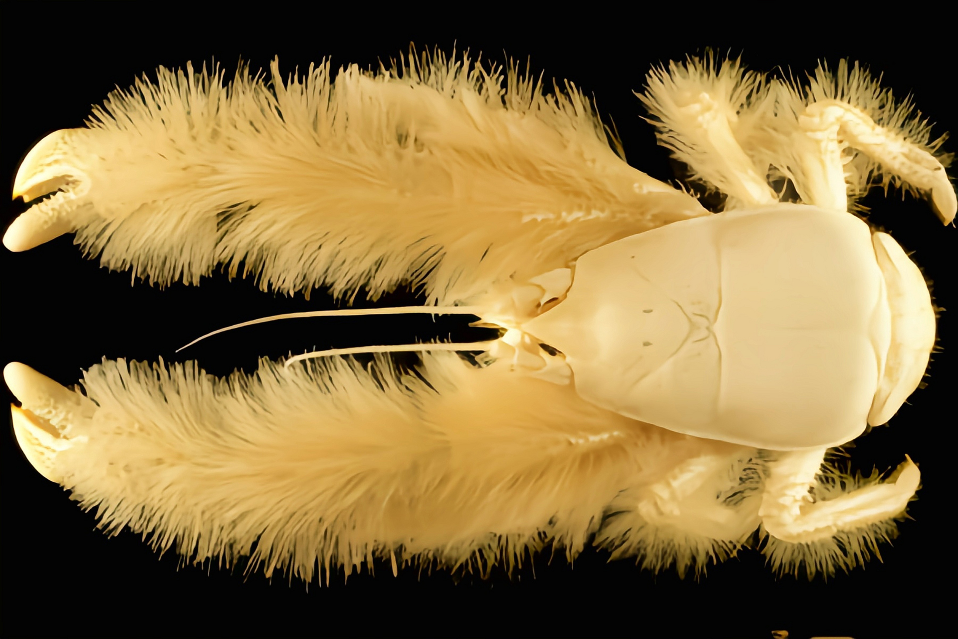 每天认识一种动物——雪人蟹 雪人蟹别名基瓦多毛怪,原产于太平洋东