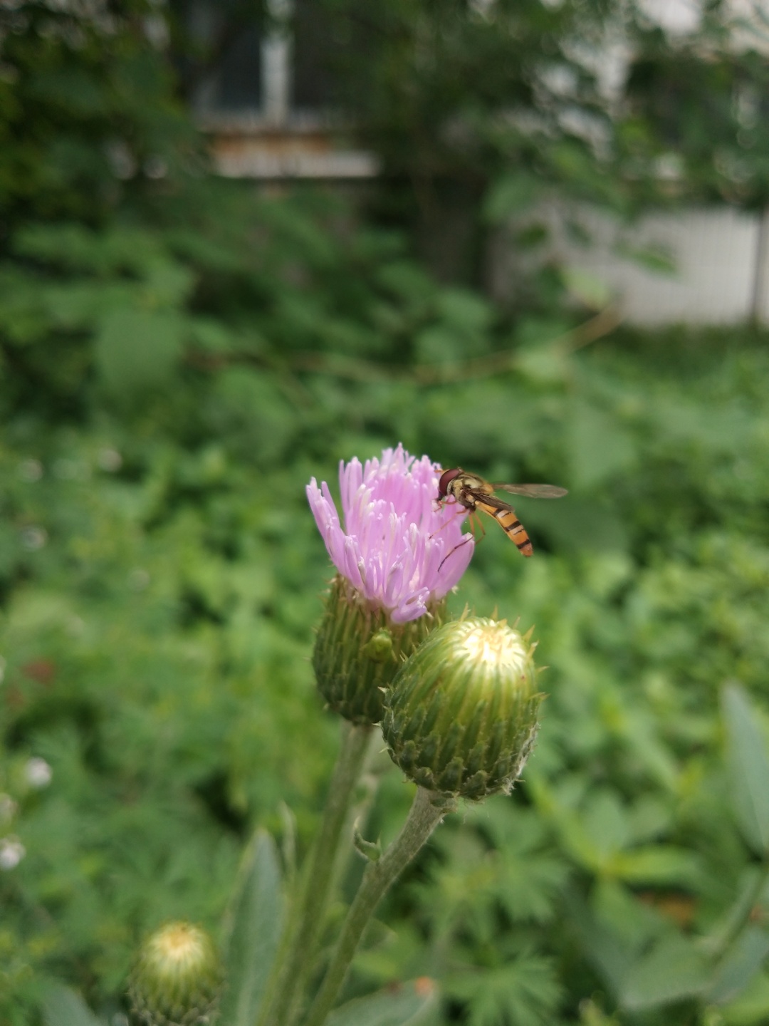 蜜蜂独爱刺角芽花