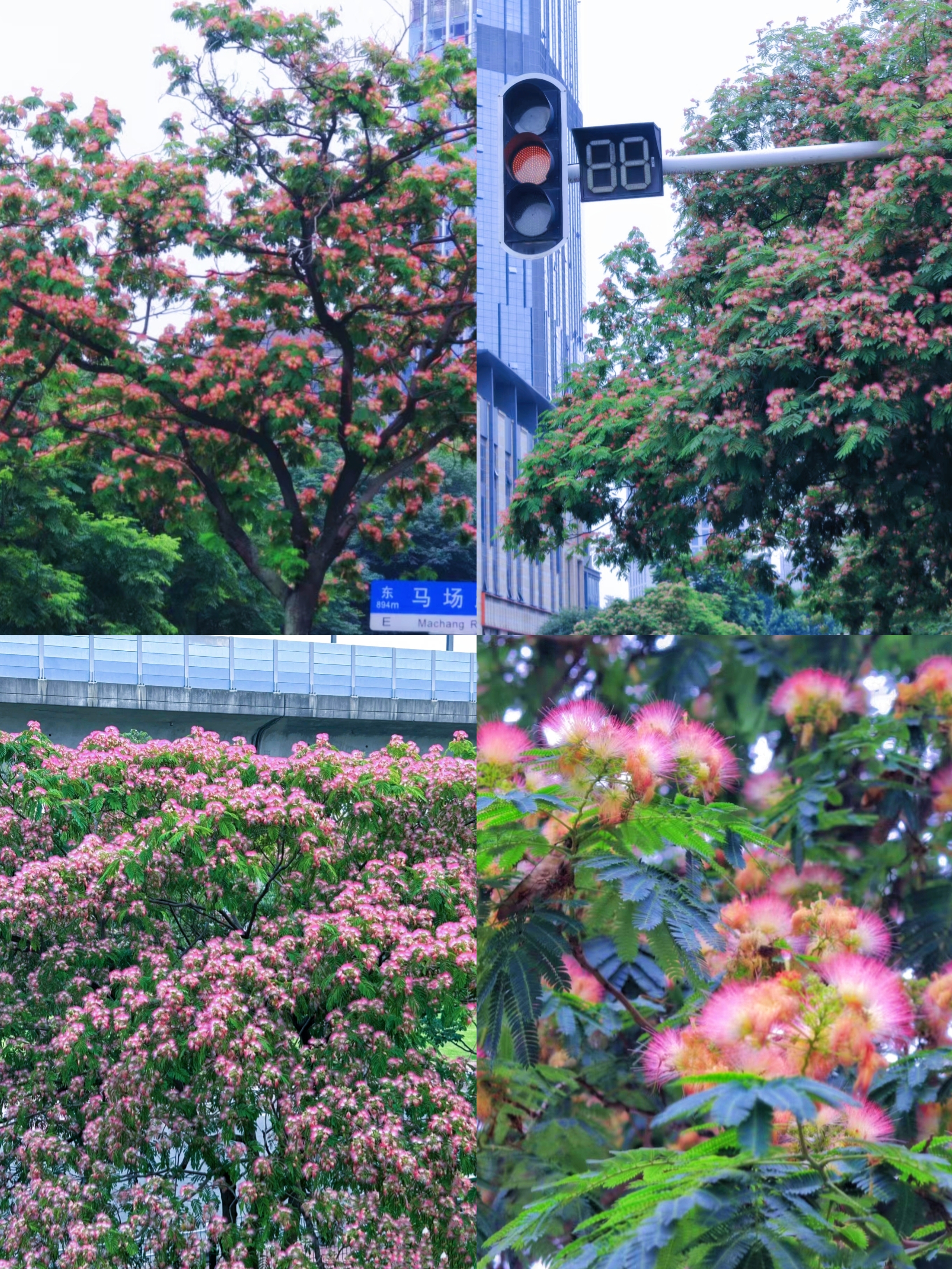 武汉马路边看到的花,花朵仙气十足,拍照好美