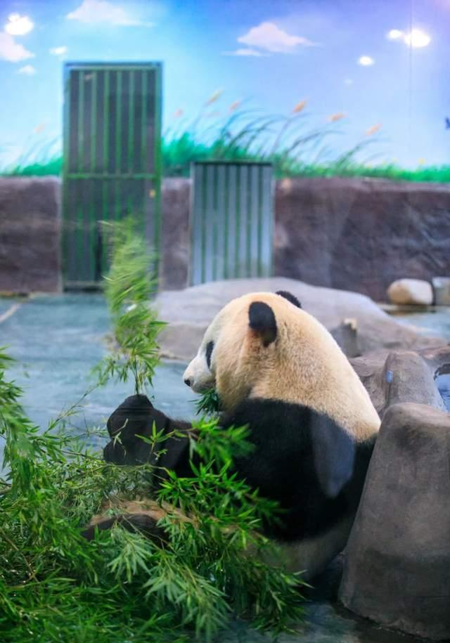 如果你想赏竹,看大熊猫,玩冰雪运动,就要来安吉竹博园哦!