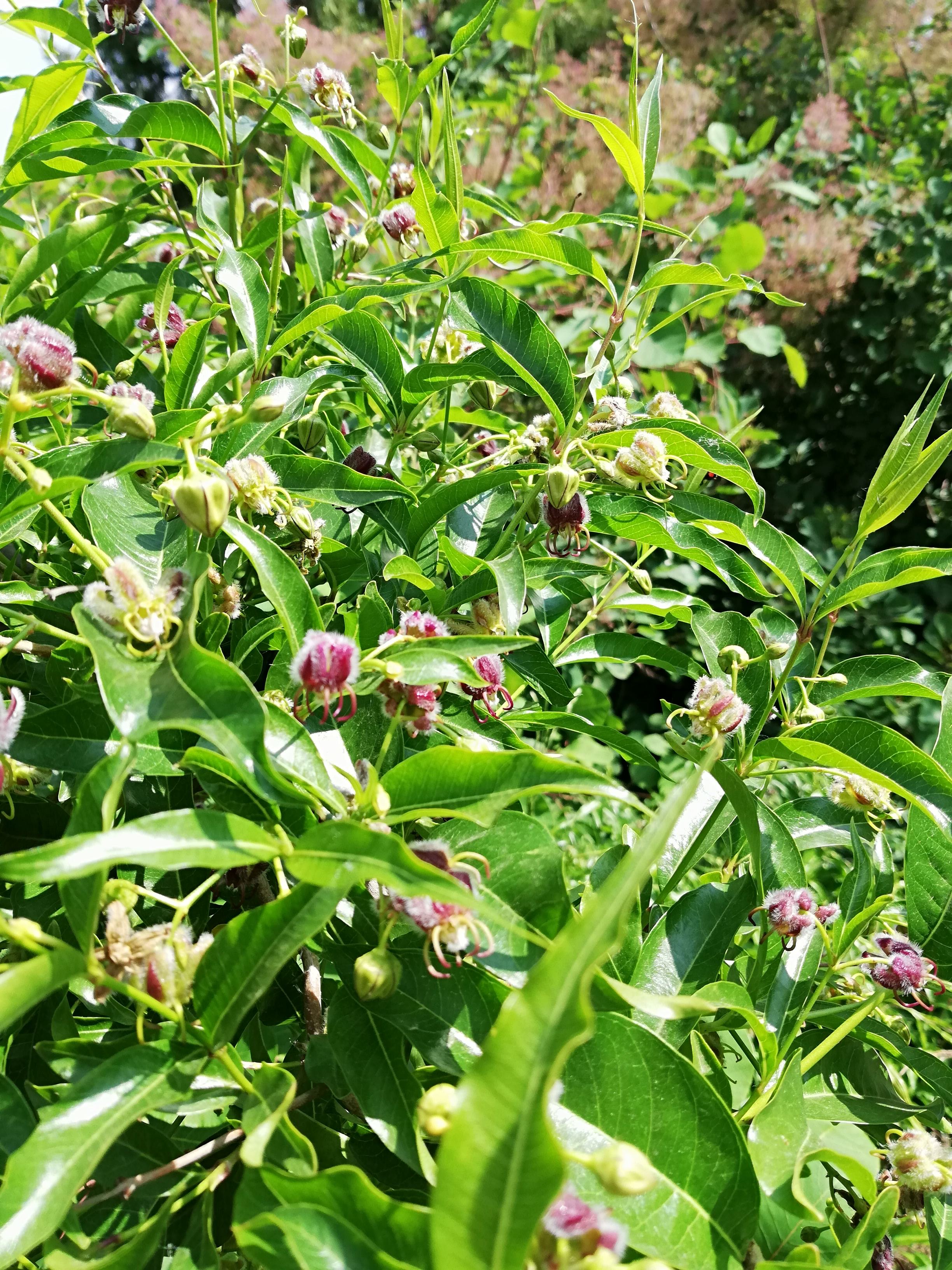 杠柳是一种什么样的植物?